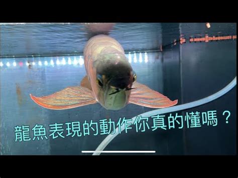 龍魚擋煞|【龍魚擋災】龍魚守護神！實例揭秘龍魚擋煞保主人平安